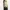 Bershka Indie Futurist Crop top Wanita green black photo 5