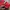 Adidas Casual Reworked Leather jacket Kids red photo 2