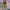 Cotton On Casual Mini skirt Wanita brown photo 5