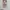 Vintage Lolita Wanita tan brown photo 6