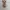 Vintage Lolita Wanita tan brown photo 3