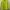 MUSINSA STANDARD Casual Formal shirt Pria green photo 1