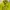 MUSINSA STANDARD Casual Formal shirt Pria green photo 4