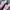 Adidas Streetwear Casual Sneakers Wanita White Pink