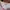 Sanrio Coquette Crop top Wanita pink photo 3