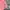 Uniqlo Streetwear Casual Casual shirt Pria pink photo 4