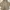 Casual Hoody Wanita khaki photo 1