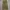 Made In USA Indie Casual Casual Pants Pria Gold Khaki