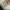 VANS Streetwear Sportswear Sneakers Pria tan cream photo 6