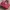 Coach Luxury Minimalist Crossbody Bag Wanita Red