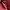 Coach Luxury Minimalist Crossbody Bag Wanita red photo 2