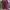 Lacoste Luxury T-shirt Wanita burgundy photo 1