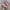 Adidas Streetwear Casual Sneakers Wanita pink photo 2