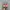 Adidas Streetwear Casual Sneakers Wanita pink photo 5