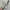 Converse Streetwear Sportswear Sneakers Wanita tan pink photo 1