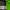 JanSport Y2K Hoody Pria green photo 3