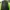 JanSport Y2K Hoody Pria green photo 2
