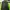 JanSport Y2K Hoody Pria Green
