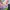 Havaianas Casual Sandals & slide Kids pink photo 2