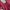 Coquette Minimalist Wanita burgundy photo 3