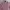 Tommy Hilfiger Minimalist Casual T-shirt Pria pink photo 2