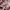 Japanese brand Streetwear Indie Casual pants Pria brown photo 6