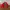 Japanese brand Casual Harrington jacket Pria red photo 2