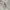 Beanpole Vintage Casual Harrington jacket Pria tan photo 7