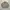 Beanpole Vintage Casual Harrington Jacket Pria Tan