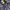 Avirex Streetwear Puffer Jacket Pria Gray