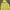 The North Face Casual Hoody Pria Yellow