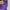 Pancoat Casual Sweater Pria purple photo 3