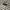 Element Vintage Streetwear Casual shirt Pria white tan photo 5