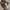Lee Vintage Casual pants Pria brown photo 3