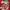 Jerzees Vintage Sweatshirt Pria red photo 4