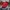 Casual Hat Pria red photo 1