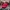 Casual Hat Pria Red