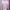 Nevada Coquette Sweatshirt Wanita Multicolor Pink