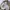 Avirex Vintage Y2K Casual pants Pria silver tan photo 6