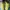 Adidas Sportswear Sneakers Pria Green