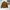 Casual Bomber jacket Pria brown photo 2