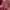 Another Shop Fairy Coquette Glass Pria burgundy red photo 2