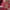 Another Shop Fairy Coquette Glass Pria Burgundy Red