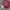 Another Shop Fairy Coquette Glass Pria burgundy red photo 4