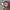 Another Shop Fairy Coquette Glass Pria burgundy red photo 1