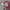 Another Shop Fairy Coquette Glass Pria Burgundy Red