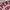 Superdry Streetwear Casual T-shirt Pria red gray photo 3
