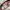 Quiksilver Casual Short Pria cream photo 4