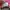 VANS Vintage Casual Sneakers Pria white red photo 7