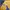 The North Face Streetwear Casual T-shirt Pria yellow photo 6
